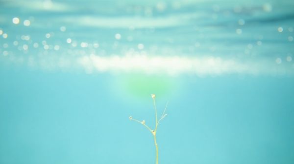 Guide pratique pour éliminer l'eau verte dans votre piscine